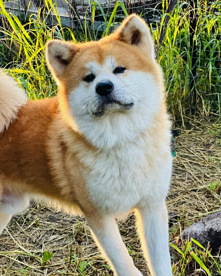 Champion Lines Japanese Akita