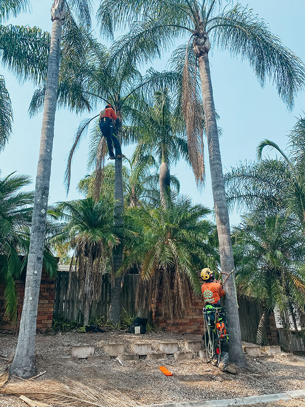 Tree Lopping Brisbane Arborspec